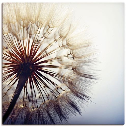 4057738299196 - Wandbild ARTLAND Große Pusteblume Bilder Gr B H 70 cm x 70 cm Leinwandbild Blumen quadratisch 1 St blau Bild Leinwandbild Kunstdrucke Bilder als Alubild Leinwandbild Wandaufkleber oder Poster in versch Größen