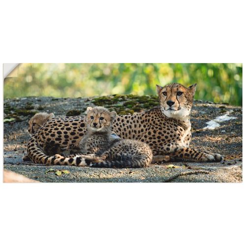4059745729444 - Wandbild ARTLAND Gepard 2 Bilder Gr B H 60 cm x 30 cm Wandaufkleber - Vinyl Wildtiere Querformat 1 St braun Bild Leinwandbild Kunstdrucke Bilder als Alubild Leinwandbild Wandaufkleber oder Poster in versch Größen 4059745729444 - Wandbild ARTLAND Gepard 2 Bilder Gr B H 60 cm x 30 cm Wandaufkleber - Vinyl Wildtiere Querformat 1 St braun Bild Leinwandbild Kunstdrucke Bilder als Alubild Leinwandbild Wandaufkleber oder Poster in versch Größen