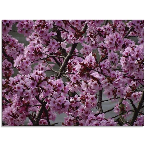 4059745697705 - Glasbild ARTLAND Japanische Zierkirschen Blüte Bilder Gr B H 60 cm x 45 cm Glasbild Bäume Querformat 1 St pink Bild Glasbild Glasbilder Bilder in verschiedenen Größen 4059745697705 - Glasbild ARTLAND Japanische Zierkirschen Blüte Bilder Gr B H 60 cm x 45 cm Glasbild Bäume Querformat 1 St pink Bild Glasbild Glasbilder Bilder in verschiedenen Größen