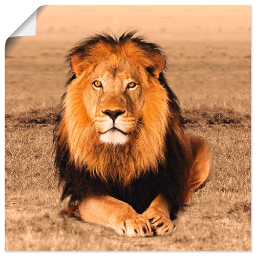 4055327617482 - Wandbild ARTLAND Löwe Bilder Gr B H 50 cm x 50 cm Poster Wildtiere quadratisch 1 St braun Bild Metallbild Metallbilder Bilder als Alubild Leinwandbild Wandaufkleber oder Poster in versch Größen 4055327617482 - Wandbild ARTLAND Löwe Bilder Gr B H 50 cm x 50 cm Poster Wildtiere quadratisch 1 St braun Bild Metallbild Metallbilder Bilder als Alubild Leinwandbild Wandaufkleber oder Poster in versch Größen