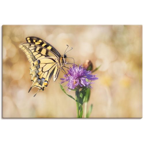 4059745302104 - Wandbild ARTLAND Schwalbenschwanzschmetterling Bilder Gr B H 90 cm x 60 cm Leinwandbild Insekten 1 St braun Bild Kunstdruck Poster Bilder als Alubild Leinwandbild Wandaufkleber oder in versch Größen 4059745302104 - Wandbild ARTLAND Schwalbenschwanzschmetterling Bilder Gr B H 90 cm x 60 cm Leinwandbild Insekten 1 St braun Bild Kunstdruck Poster Bilder als Alubild Leinwandbild Wandaufkleber oder in versch Größen
