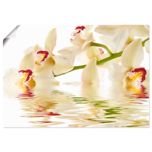 4062144536933 - Wandbild ARTLAND Weiße Orchidee mit Wasserreflektion Bilder Gr B H 70 cm x 50 cm Poster Blumen Querformat 1 St weiß Bild Poster Bilder als Leinwandbild Wandaufkleber oder in versch Größen 4062144536933 - Wandbild ARTLAND Weiße Orchidee mit Wasserreflektion Bilder Gr B H 70 cm x 50 cm Poster Blumen Querformat 1 St weiß Bild Poster Bilder als Leinwandbild Wandaufkleber oder in versch Größen