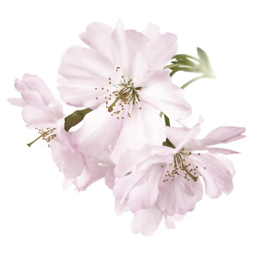 4049009857846 - Wandtattoo QUEENCE Malena rosa B70cm Folie Wandtattoos Wandbild Sticker rosa Blume Blüte selbstklebend 4049009857846 - Wandtattoo QUEENCE Malena rosa B70cm Folie Wandtattoos Wandbild Sticker rosa Blume Blüte selbstklebend