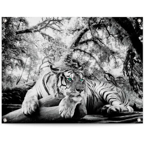 8714597628364 - Poster REINDERS Tigerblick schwarz (farbe bild(er) schwarz weiß) B80cm H60cm T01cm Leinwand Bilder 8714597628364 - Poster REINDERS Tigerblick schwarz (farbe bild(er) schwarz weiß) B80cm H60cm T01cm Leinwand Bilder