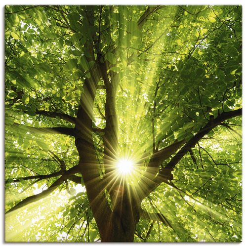 4057738316046 - Wandbild ARTLAND Sonne strahlt explosiv durch den Baum Bilder Gr B H 30 cm x 30 cm Leinwandbild Bäume quadratisch 1 St grün Bild Leinwandbild Kunstdrucke Bilder als Alubild Leinwandbild Wandaufkleber oder Poster in versch Größen 4057738316046 - Wandbild ARTLAND Sonne strahlt explosiv durch den Baum Bilder Gr B H 30 cm x 30 cm Leinwandbild Bäume quadratisch 1 St grün Bild Leinwandbild Kunstdrucke Bilder als Alubild Leinwandbild Wandaufkleber oder Poster in versch Größen