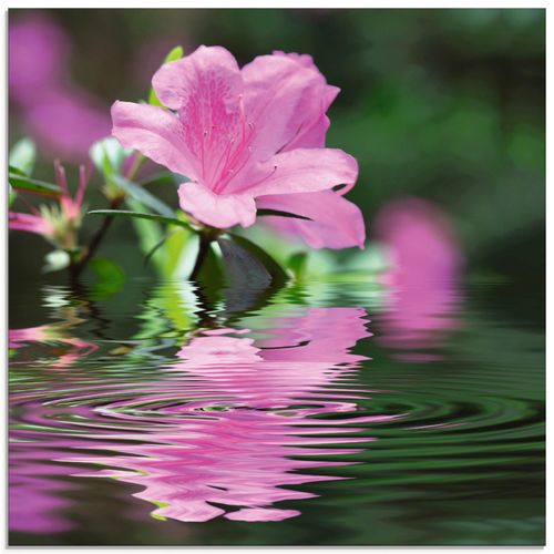 4057738843634 - Glasbild ARTLAND Azalee Bilder Gr B H 50 cm x 50 cm Glasbild Blumen quadratisch 1 St pink Bild Glasbild Glasbilder Bilder in verschiedenen Größen 4057738843634 - Glasbild ARTLAND Azalee Bilder Gr B H 50 cm x 50 cm Glasbild Blumen quadratisch 1 St pink Bild Glasbild Glasbilder Bilder in verschiedenen Größen