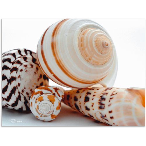 4057738413011 - Wandbild ARTLAND Muschelkomposition III Bilder Gr B H 80 cm x 60 cm Alu-Dibond-Druck Wassertiere 1 St beige (naturfarben) Bild Poster Bilder als Alubild Leinwandbild Wandaufkleber oder in versch Größen 4057738413011 - Wandbild ARTLAND Muschelkomposition III Bilder Gr B H 80 cm x 60 cm Alu-Dibond-Druck Wassertiere 1 St beige (naturfarben) Bild Poster Bilder als Alubild Leinwandbild Wandaufkleber oder in versch Größen