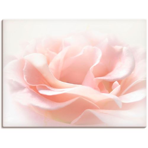 4057738098430 - Wandbild ARTLAND Rose I Bilder Gr B H 80 cm x 60 cm Leinwandbild Blumen Querformat 1 St pink Bild Leinwandbild Kunstdrucke Bilder als Alubild Leinwandbild Wandaufkleber oder Poster in versch Größen