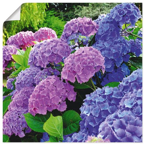 4057738317449 - Wandbild ARTLAND Hortensien im Garten Bilder Gr B H 40 cm x 40 cm Poster Blumen quadratisch 1 St lila Bild Leinwandbild Kunstdrucke Bilder als Alubild Leinwandbild Wandaufkleber oder Poster in versch Größen 4057738317449 - Wandbild ARTLAND Hortensien im Garten Bilder Gr B H 40 cm x 40 cm Poster Blumen quadratisch 1 St lila Bild Leinwandbild Kunstdrucke Bilder als Alubild Leinwandbild Wandaufkleber oder Poster in versch Größen