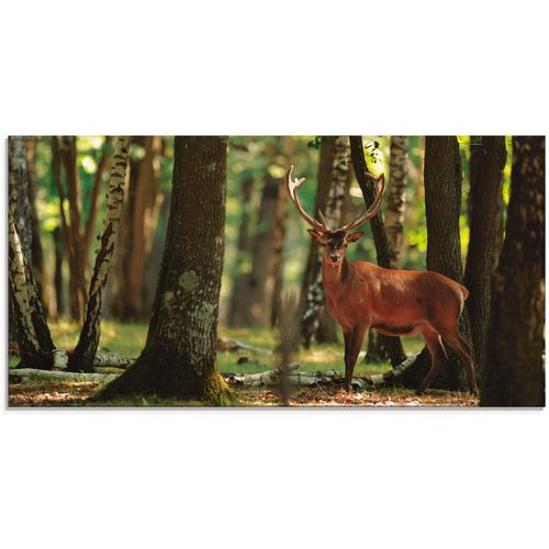 4058661620033 - Glasbild ARTLAND Hirsch 4 - Wald Bilder Gr B H 100 cm x 50 cm Glasbild Wildtiere 1 St grün Glasbilder in verschiedenen Größen 4058661620033 - Glasbild ARTLAND Hirsch 4 - Wald Bilder Gr B H 100 cm x 50 cm Glasbild Wildtiere 1 St grün Glasbilder in verschiedenen Größen