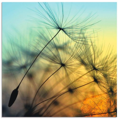 4059745926089 - Wandbild ARTLAND Goldener Sonnenuntergang und Pusteblumen Bilder Gr B H 40 cm x 40 cm Alu-Dibond-Druck Blumen quadratisch 1 St gelb Bild Poster Bilder als Alubild Leinwandbild Wandaufkleber oder in versch Größen