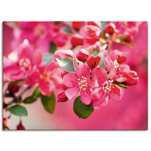 4062144533994 - Wandbild ARTLAND Holzapfelblüte 1 Bilder Gr B H 80 cm x 60 cm Leinwandbild Blumen Querformat 1 St pink Bild Leinwandbild Kunstdrucke Bilder als Leinwandbild Wandaufkleber oder Poster in versch Größen 4062144533994 - Wandbild ARTLAND Holzapfelblüte 1 Bilder Gr B H 80 cm x 60 cm Leinwandbild Blumen Querformat 1 St pink Bild Leinwandbild Kunstdrucke Bilder als Leinwandbild Wandaufkleber oder Poster in versch Größen