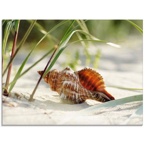 4058661721167 - Glasbild ARTLAND Große Muschel am Strand Bilder Gr B H 60 cm x 45 cm Glasbild Wassertiere Querformat 1 St beige (naturfarben) Bild Glasbild Glasbilder Bilder in verschiedenen Größen 4058661721167 - Glasbild ARTLAND Große Muschel am Strand Bilder Gr B H 60 cm x 45 cm Glasbild Wassertiere Querformat 1 St beige (naturfarben) Bild Glasbild Glasbilder Bilder in verschiedenen Größen