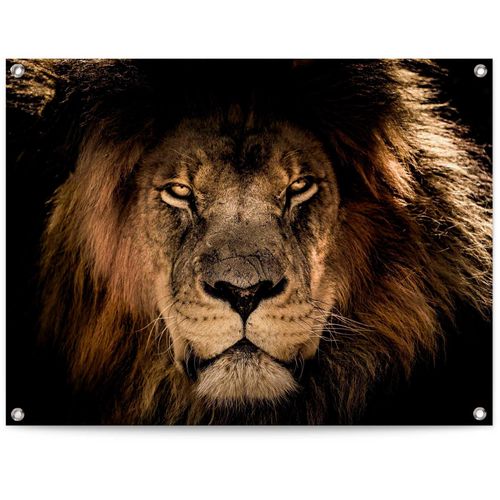 8714597628012 - Poster REINDERS Löwe braun (farbe bild(er) braun) B80cm H60cm T01cm Leinwand Bilder 8714597628012 - Poster REINDERS Löwe braun (farbe bild(er) braun) B80cm H60cm T01cm Leinwand Bilder