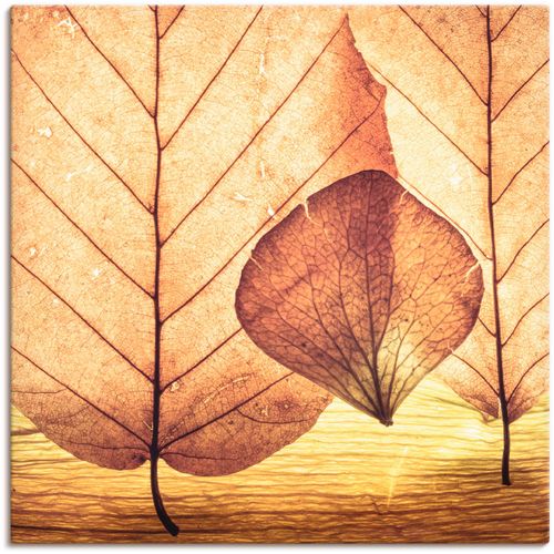 4059745950763 - Wandbild ARTLAND Losgelöst Bilder Gr B H 70 cm x 70 cm Leinwandbild Blätter 1 St braun Bild Kunstdruck Poster Bilder als Alubild Leinwandbild Wandaufkleber oder in versch Größen 4059745950763 - Wandbild ARTLAND Losgelöst Bilder Gr B H 70 cm x 70 cm Leinwandbild Blätter 1 St braun Bild Kunstdruck Poster Bilder als Alubild Leinwandbild Wandaufkleber oder in versch Größen