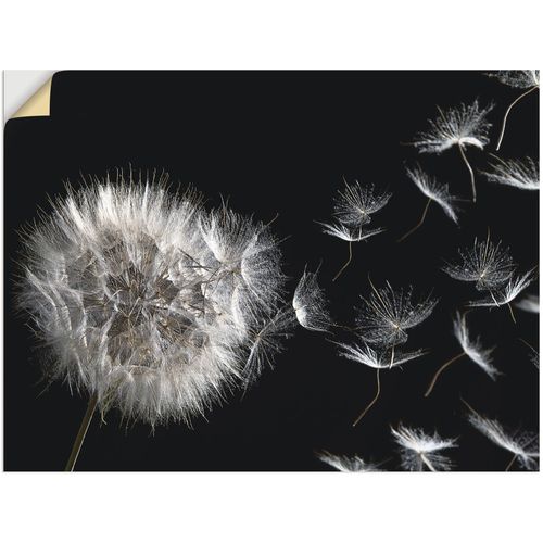 4062144602188 - Wandbild ARTLAND Pusteblume Bilder Gr B H 40 cm x 30 cm Wandaufkleber - Vinyl Blumenbilder Querformat 1 St schwarz Kunstdrucke als Alubild Leinwandbild Wandaufkleber oder Poster in versch Größen 4062144602188 - Wandbild ARTLAND Pusteblume Bilder Gr B H 40 cm x 30 cm Wandaufkleber - Vinyl Blumenbilder Querformat 1 St schwarz Kunstdrucke als Alubild Leinwandbild Wandaufkleber oder Poster in versch Größen