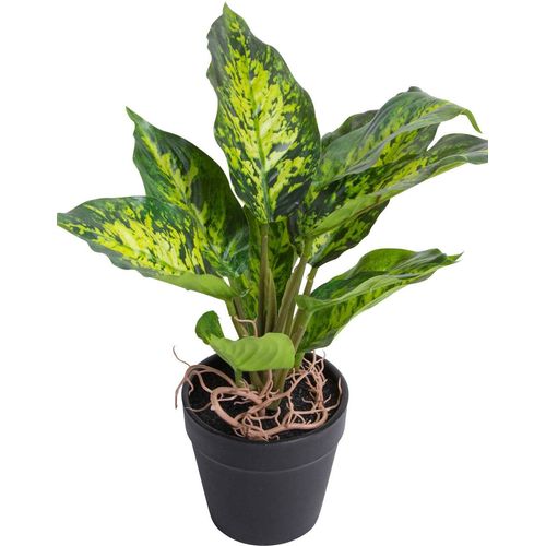 8505451868015 - Künstliche Zimmerpflanze BOTANIC-HAUS Dieffenbachia Tropic Kunstpflanzen Gr Ø H 24 cm x 26 cm grün (grün hellgrün) Künstliche Zimmerpflanzen 8505451868015 - Künstliche Zimmerpflanze BOTANIC-HAUS Dieffenbachia Tropic Kunstpflanzen Gr Ø H 24 cm x 26 cm grün (grün hellgrün) Künstliche Zimmerpflanzen