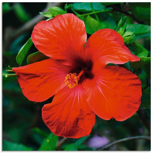 4057738917854 - Glasbild ARTLAND Hawaiiblume Bilder Gr B H 50 cm x 50 cm Glasbild Blumen quadratisch 1 St rot Bild Glasbild Glasbilder Bilder in verschiedenen Größen 4057738917854 - Glasbild ARTLAND Hawaiiblume Bilder Gr B H 50 cm x 50 cm Glasbild Blumen quadratisch 1 St rot Bild Glasbild Glasbilder Bilder in verschiedenen Größen