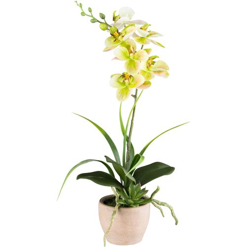 4064118240631 - Kunstorchidee CREATIV GREEN Orchidee Phalaenopsis grün H45cm Kunststoff Kunstpflanzen mit Sukkulenten und Graszweigen arrangiert