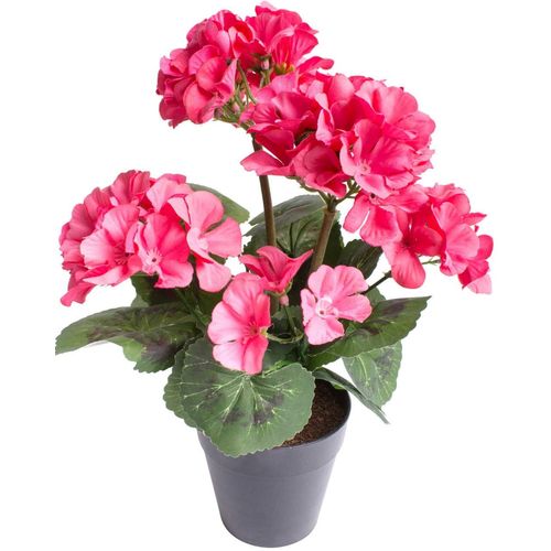 5415070737995 - Kunstblume BOTANIC-HAUS Geranienbusch mit 6 Blütenköpfen pink B22cm H30cm T22cm Ø22cm Kunststoff Kunstpflanzen 5415070737995 - Kunstblume BOTANIC-HAUS Geranienbusch mit 6 Blütenköpfen pink B22cm H30cm T22cm Ø22cm Kunststoff Kunstpflanzen