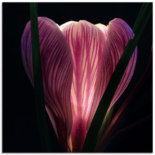 4055327670784 - Glasbild ARTLAND Beleuchtet Bilder Gr B H 50 cm x 50 cm Glasbild Blumen quadratisch 1 St lila Bild Glasbild Glasbilder Bilder in verschiedenen Größen 4055327670784 - Glasbild ARTLAND Beleuchtet Bilder Gr B H 50 cm x 50 cm Glasbild Blumen quadratisch 1 St lila Bild Glasbild Glasbilder Bilder in verschiedenen Größen