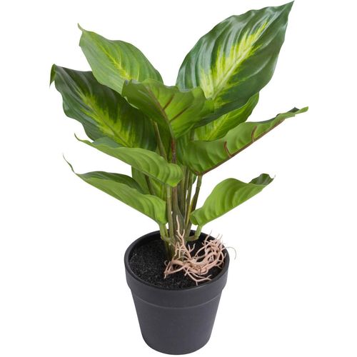 8505451866011 - Künstliche Zimmerpflanze BOTANIC-HAUS Dieffenbachia Camila Kunstpflanzen Gr Ø H 24 cm x 28 cm grün (grün hellgrün) Künstliche Zimmerpflanzen 8505451866011 - Künstliche Zimmerpflanze BOTANIC-HAUS Dieffenbachia Camila Kunstpflanzen Gr Ø H 24 cm x 28 cm grün (grün hellgrün) Künstliche Zimmerpflanzen