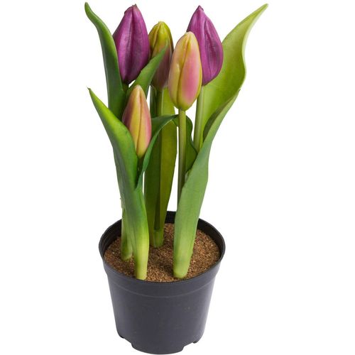 4260600494050 - Kunstblume MY HOME Tulpenpflanze mit 5 Knospen lila (aubergine) B12cm H23cm T12cm Ø12cm Kunststoff Kunstpflanzen 4260600494050 - Kunstblume MY HOME Tulpenpflanze mit 5 Knospen lila (aubergine) B12cm H23cm T12cm Ø12cm Kunststoff Kunstpflanzen