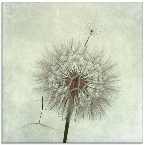 4055327263634 - Glasbild ARTLAND Pusteblume II Bilder Gr B H 50 cm x 50 cm Glasbild Blumen quadratisch 1 St grau Bild Glasbild Glasbilder Bilder in verschiedenen Größen 4055327263634 - Glasbild ARTLAND Pusteblume II Bilder Gr B H 50 cm x 50 cm Glasbild Blumen quadratisch 1 St grau Bild Glasbild Glasbilder Bilder in verschiedenen Größen
