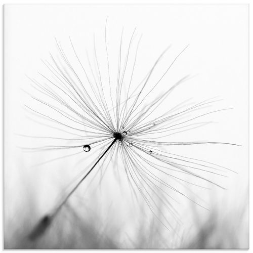 4057738612322 - Glasbild ARTLAND Pusteblume Schirmchen Bilder Gr B H 40 cm x 40 cm Glasbild Blumen quadratisch 1 St schwarz Bild Glasbild Glasbilder Bilder in verschiedenen Größen 4057738612322 - Glasbild ARTLAND Pusteblume Schirmchen Bilder Gr B H 40 cm x 40 cm Glasbild Blumen quadratisch 1 St schwarz Bild Glasbild Glasbilder Bilder in verschiedenen Größen