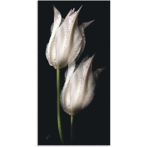 4062144658345 - Wandbild ARTLAND Weiße Tulpen in der Nacht Bilder Gr B H 75 cm x 150 cm Alu-Dibond-Druck Blumenbilder Hochformat 1 St schwarz Kunstdrucke als Alubild Leinwandbild Wandaufkleber oder Poster in versch Größen 4062144658345 - Wandbild ARTLAND Weiße Tulpen in der Nacht Bilder Gr B H 75 cm x 150 cm Alu-Dibond-Druck Blumenbilder Hochformat 1 St schwarz Kunstdrucke als Alubild Leinwandbild Wandaufkleber oder Poster in versch Größen