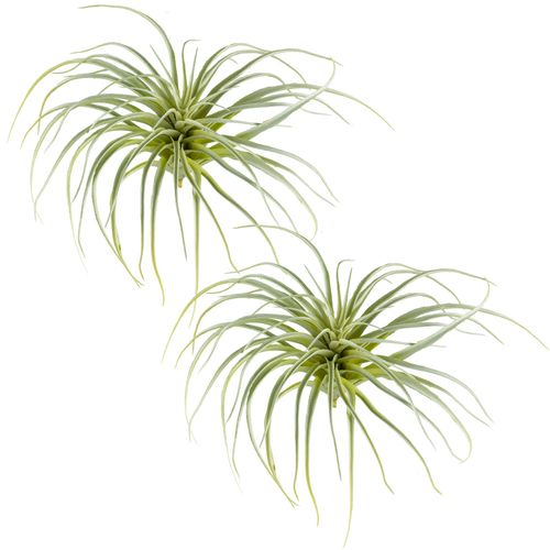 4064118242635 - Kunstzweig CREATIV GREEN Tillandsie grün (hellgrün) H20cm Ø35cm Kunststoff Kunstpflanzen mit zahlreichen Sukkulentenblättern 4064118242635 - Kunstzweig CREATIV GREEN Tillandsie grün (hellgrün) H20cm Ø35cm Kunststoff Kunstpflanzen mit zahlreichen Sukkulentenblättern