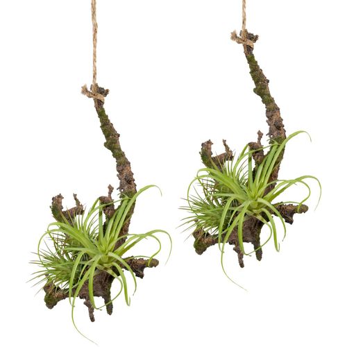 4064118078272 - Kunstpflanze CREATIV GREEN Hängeast mit Tillandsie Kunstpflanzen Gr Ø H 16 cm x 15 cm 2 St braun Kunstzweig Kunstzweige Kunstpflanzen 2er Set 4064118078272 - Kunstpflanze CREATIV GREEN Hängeast mit Tillandsie Kunstpflanzen Gr Ø H 16 cm x 15 cm 2 St braun Kunstzweig Kunstzweige Kunstpflanzen 2er Set