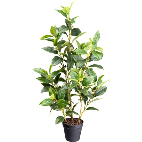 4064118181460 - Künstliche Zimmerpflanze CREATIV GREEN Osmanthus grün H65cm Kunstpflanzen mit detailgetreuem Blattwerk 4064118181460 - Künstliche Zimmerpflanze CREATIV GREEN Osmanthus grün H65cm Kunstpflanzen mit detailgetreuem Blattwerk