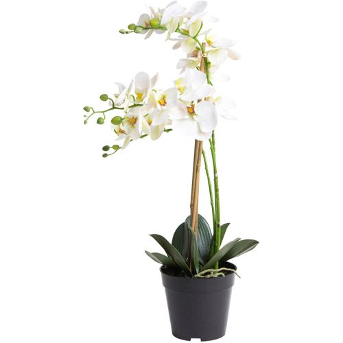 8505455134307 - Kunstorchidee BOTANIC-HAUS Orchidee Bora beige (creme weiß) B35cm H60cm T35cm Ø35cm Kunststoff Kunstpflanzen 8505455134307 - Kunstorchidee BOTANIC-HAUS Orchidee Bora beige (creme weiß) B35cm H60cm T35cm Ø35cm Kunststoff Kunstpflanzen