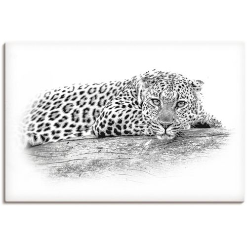 4062144585986 - Wandbild ARTLAND Leopard High Key Optik Bilder Gr B H 90 cm x 60 cm Leinwandbild Wildtiere Querformat 1 St schwarz Kunstdrucke als Alubild Leinwandbild Wandaufkleber oder Poster in versch Größen 4062144585986 - Wandbild ARTLAND Leopard High Key Optik Bilder Gr B H 90 cm x 60 cm Leinwandbild Wildtiere Querformat 1 St schwarz Kunstdrucke als Alubild Leinwandbild Wandaufkleber oder Poster in versch Größen