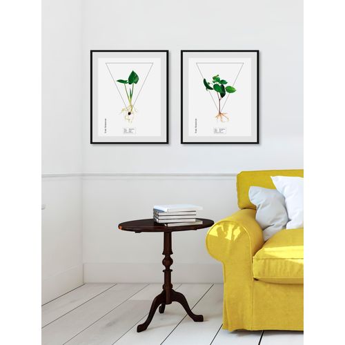 4049009844150 - Bild QUEENCE Calla palustrisa grün (farbe rahmen schwarz farbe bild(er) grün) B40cm H50cm Acrylglas Papier Holz Bilder HD Premium Poster-Druck inkl Holzrahmen 4049009844150 - Bild QUEENCE Calla palustrisa grün (farbe rahmen schwarz farbe bild(er) grün) B40cm H50cm Acrylglas Papier Holz Bilder HD Premium Poster-Druck inkl Holzrahmen