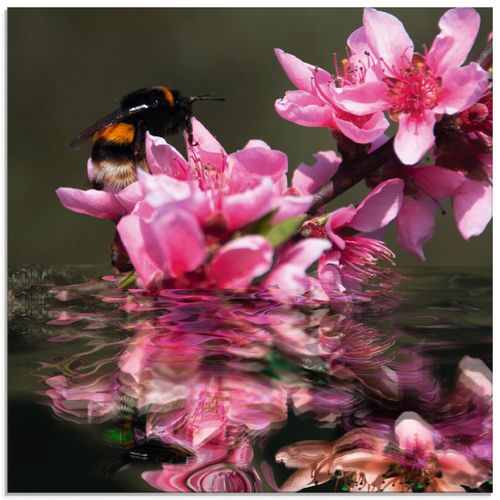 4057738981473 - Glasbild ARTLAND Pfirsichblüte mit Hummel Bilder Gr B H 50 cm x 50 cm Glasbild Blumen quadratisch 1 St pink Bild Glasbild Glasbilder Bilder in verschiedenen Größen 4057738981473 - Glasbild ARTLAND Pfirsichblüte mit Hummel Bilder Gr B H 50 cm x 50 cm Glasbild Blumen quadratisch 1 St pink Bild Glasbild Glasbilder Bilder in verschiedenen Größen
