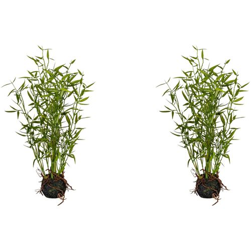 4064118135258 - Künstliche Zimmerpflanze CREATIV GREEN Bambus im Moosballen Kunstpflanzen Gr H 42 cm 2 St grün Künstliche Zimmerpflanzen 4064118135258 - Künstliche Zimmerpflanze CREATIV GREEN Bambus im Moosballen Kunstpflanzen Gr H 42 cm 2 St grün Künstliche Zimmerpflanzen