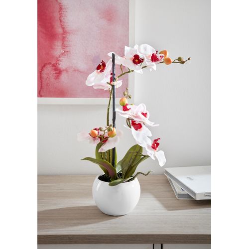 4064118077299 - Kunstorchidee Ernestine Kunstpflanzen Gr H 42 cm 1 St rosa Kunstorchidee Kunst-Orchideen Kunstpflanzen Kunstpflanze im Topf 4064118077299 - Kunstorchidee Ernestine Kunstpflanzen Gr H 42 cm 1 St rosa Kunstorchidee Kunst-Orchideen Kunstpflanzen Kunstpflanze im Topf