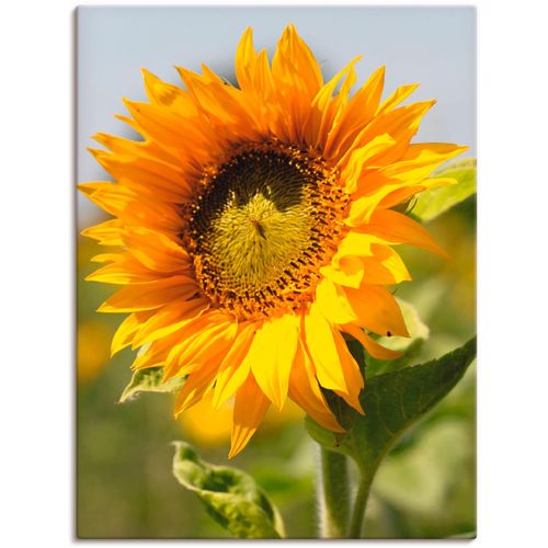 4055327205450 - Wandbild ARTLAND Sonnenblume Bilder Gr B H 60 cm x 80 cm Leinwandbild Blumen 1 St gelb Bild Kunstdruck Leinwandbild Kunstdrucke Bilder als Leinwandbild Wandaufkleber oder Poster in versch Größen 4055327205450 - Wandbild ARTLAND Sonnenblume Bilder Gr B H 60 cm x 80 cm Leinwandbild Blumen 1 St gelb Bild Kunstdruck Leinwandbild Kunstdrucke Bilder als Leinwandbild Wandaufkleber oder Poster in versch Größen