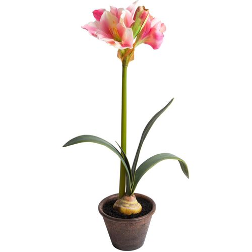 4260600492193 - Kunstblume BOTANIC-HAUS Amaryllis im braunen Kunststofftopf Kunstpflanzen Gr Ø H 34 cm x 69 cm 1 St beige (creme) Weitere Weihnachtsdeko