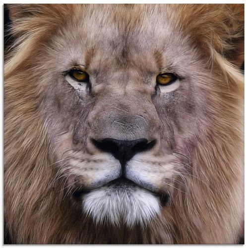 4055327846202 - Glasbild ARTLAND König der Löwen Bilder Gr B H 50 cm x 50 cm Glasbild Wildtiere quadratisch 1 St braun Bild Glasbild Glasbilder Bilder in verschiedenen Größen 4055327846202 - Glasbild ARTLAND König der Löwen Bilder Gr B H 50 cm x 50 cm Glasbild Wildtiere quadratisch 1 St braun Bild Glasbild Glasbilder Bilder in verschiedenen Größen