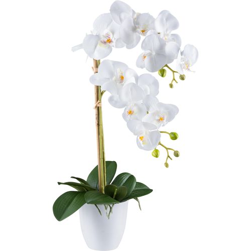 4064118241102 - Kunstorchidee CREATIV GREEN Orchidee Phalaenopsis weiß H56cm Kunststoff Kunstpflanzen mit real-touch-Blüten 4064118241102 - Kunstorchidee CREATIV GREEN Orchidee Phalaenopsis weiß H56cm Kunststoff Kunstpflanzen mit real-touch-Blüten