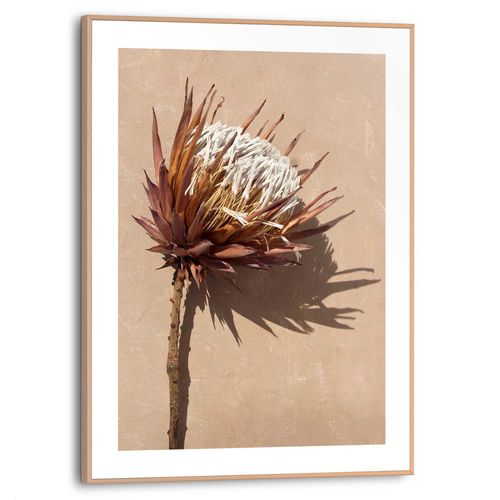 8714597636710 - Wandbild REINDERS Protea Blume Bilder Gr B H T 30 cm x 40 cm x 16 cm braun Kunstdrucke 8714597636710 - Wandbild REINDERS Protea Blume Bilder Gr B H T 30 cm x 40 cm x 16 cm braun Kunstdrucke