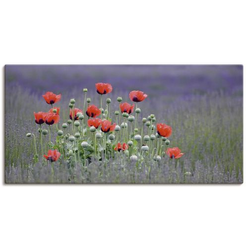 4055327243629 - Wandbild ARTLAND Lavendelfarm in Sequim - Mohnblumen Bilder Gr B H 100 cm x 50 cm Leinwandbild Blumenwiese Querformat 1 St lila Bild Poster Bilder als Alubild Leinwandbild Wandaufkleber oder in versch Größen 4055327243629 - Wandbild ARTLAND Lavendelfarm in Sequim - Mohnblumen Bilder Gr B H 100 cm x 50 cm Leinwandbild Blumenwiese Querformat 1 St lila Bild Poster Bilder als Alubild Leinwandbild Wandaufkleber oder in versch Größen