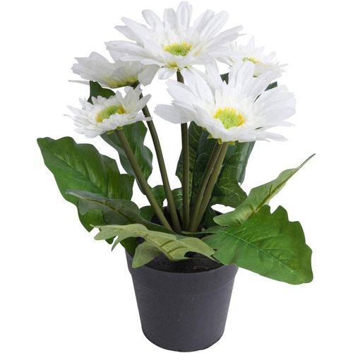 8505451845009 - Kunstblume BOTANIC-HAUS Gerbera mit 5 Blüten beige (creme weiß) B24cm H26cm T24cm Ø24cm Kunststoff Kunstpflanzen 8505451845009 - Kunstblume BOTANIC-HAUS Gerbera mit 5 Blüten beige (creme weiß) B24cm H26cm T24cm Ø24cm Kunststoff Kunstpflanzen