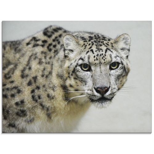 4058661229403 - Glasbild ARTLAND Schneeleopard Bilder Gr B H 60 cm x 45 cm Glasbild Wildtiere Querformat 1 St schwarz Bild Glasbild Glasbilder Bilder in verschiedenen Größen 4058661229403 - Glasbild ARTLAND Schneeleopard Bilder Gr B H 60 cm x 45 cm Glasbild Wildtiere Querformat 1 St schwarz Bild Glasbild Glasbilder Bilder in verschiedenen Größen