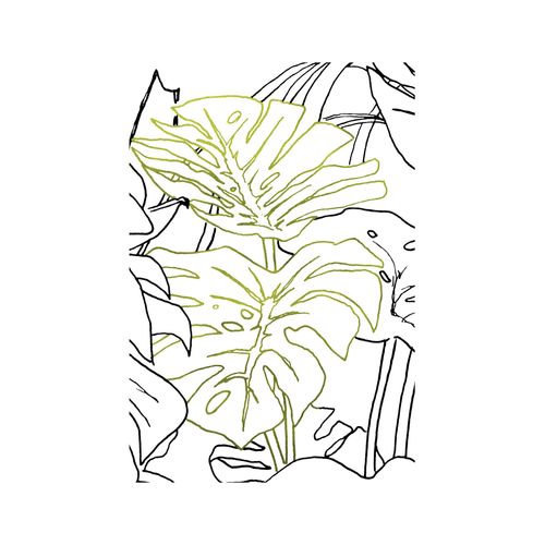 4055065179594 - Bild KOMAR Monstera Borsigiana grün (farbe bild(er) grün weiß) B30cm H40cm Papier Holz Bilder Wandbild zur Dekoration - ohne Rahmen 4055065179594 - Bild KOMAR Monstera Borsigiana grün (farbe bild(er) grün weiß) B30cm H40cm Papier Holz Bilder Wandbild zur Dekoration - ohne Rahmen