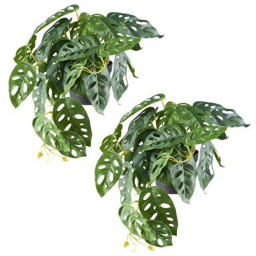 4064118242604 - Kunstpflanze CREATIV GREEN Monstera adesonii grün B40cm H24cm Kunststoff Kunstpflanzen mit naturgetreuem Blattwerk