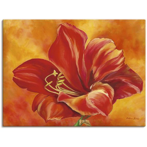 4055327150606 - Wandbild ARTLAND Amaryllis Bilder Gr B H 80 cm x 60 cm Leinwandbild Blumen 1 St rot Bild Poster Bilder als Alubild Leinwandbild Wandaufkleber oder in versch Größen 4055327150606 - Wandbild ARTLAND Amaryllis Bilder Gr B H 80 cm x 60 cm Leinwandbild Blumen 1 St rot Bild Poster Bilder als Alubild Leinwandbild Wandaufkleber oder in versch Größen